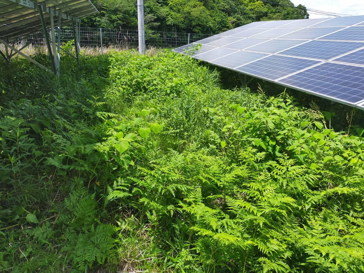 雑草や樹木による発電障害